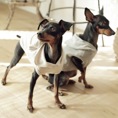 Dog wear ウェア