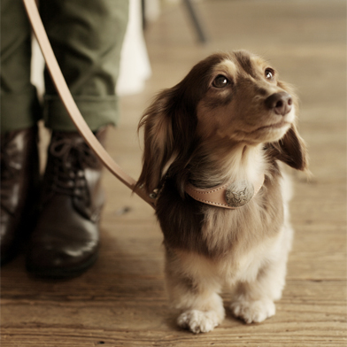 Collar,Lead,Harness ウェア