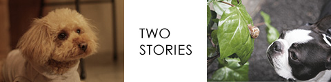 TWO STORIES FROM free stitch