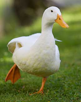 Image Here